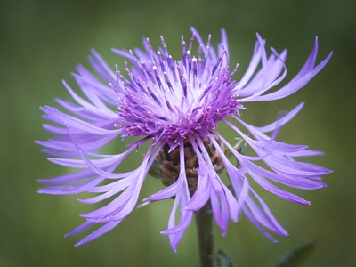 Brown knapweed