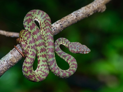 Brown spotted pit viper