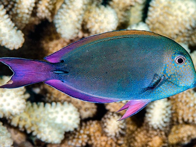 Brown surgeonfish