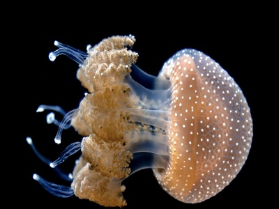 Brown water/sea lice (coastal jellyfish larvae) [group]