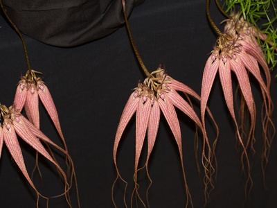 Bulbophyllum orchid