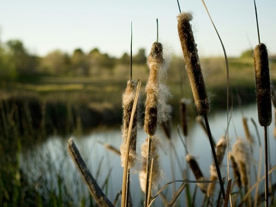 Bulrush