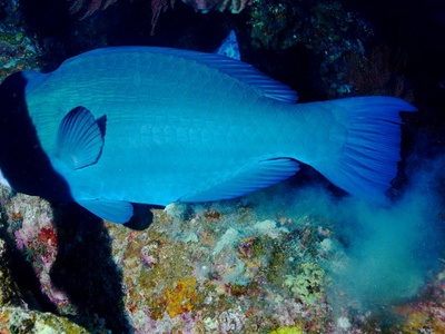 Bumphead parrotfish