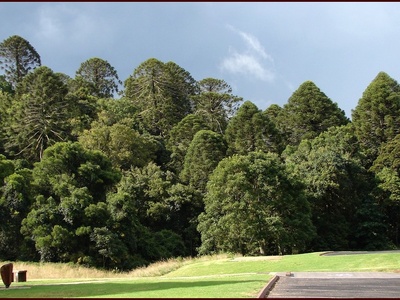 Bunya pine