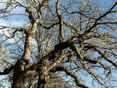 Bur oak