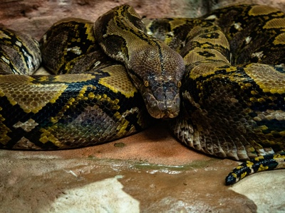 Burmese python