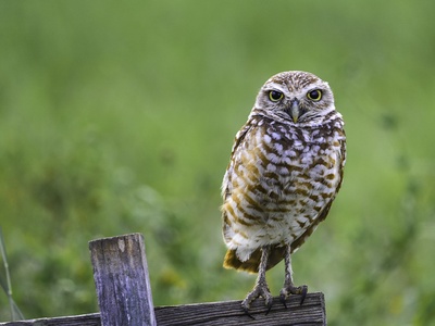 Burrowing owl