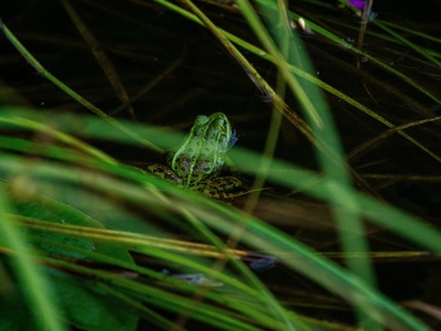Bushveld Rain Frog