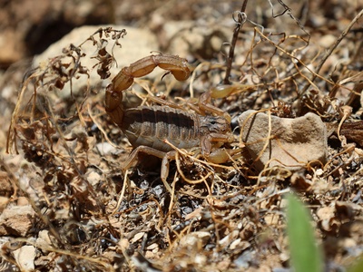 Buthus scorpion