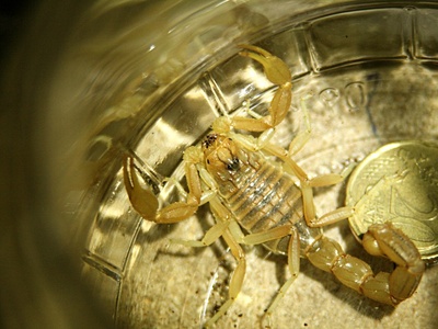 Buthus scorpion