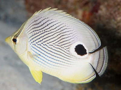 Butterflyfish