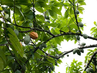 Cacao