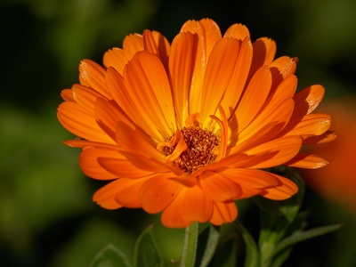 Calendula (Pot Marigold)