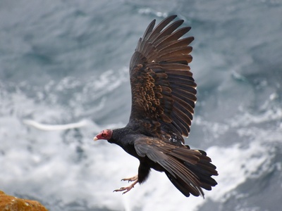 California condor