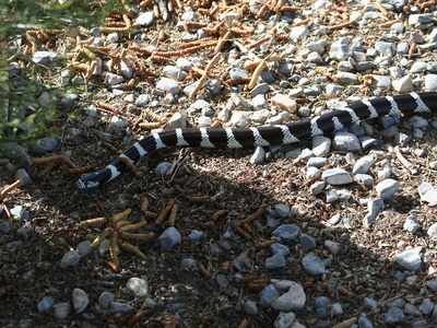 California kingsnake