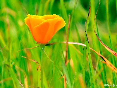 California poppy