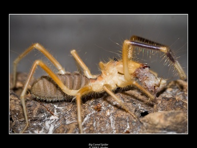 Camel spider
