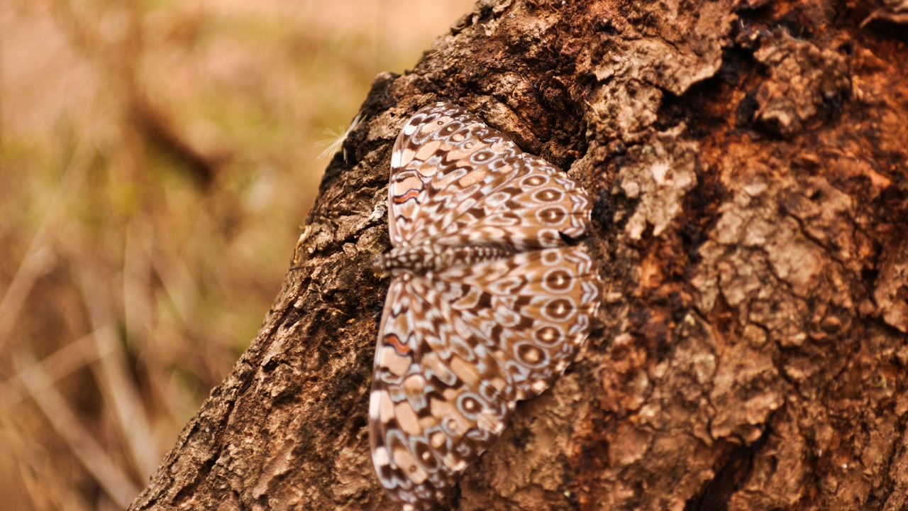 Examples of biomimicry and conservation tools inspired by animal camouflage, such as adaptive materials and camera traps
