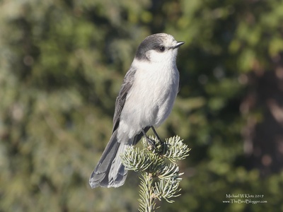 Canada jay (Gray jay)