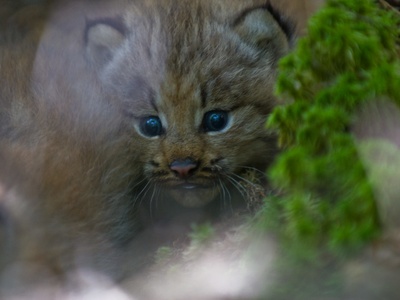 Canada lynx