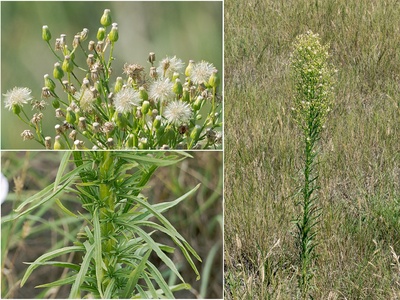 Canadian horseweed
