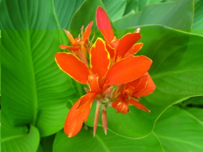 Canna lily