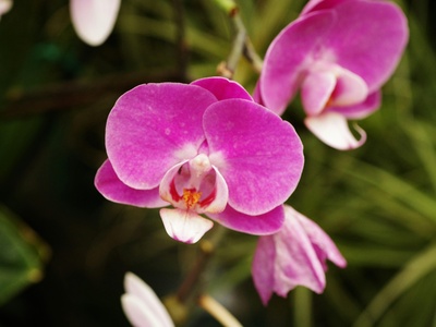 Canopy orchid