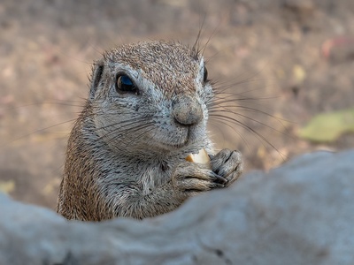 Cape ground squirrel