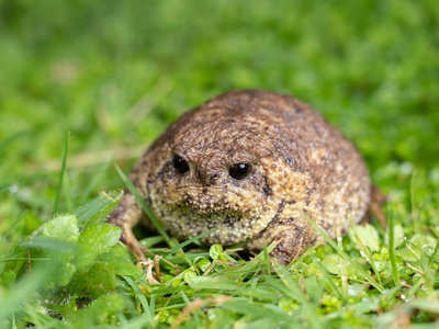 Cape Rain Frog