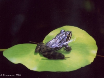 Cape River Frog