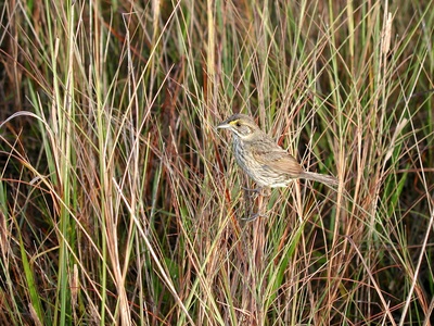 Cape Sable seaside sparrow