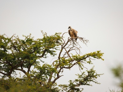 Cape Vulture