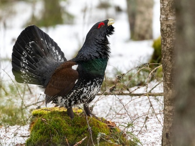 Capercaillie