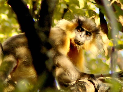 Capped langur