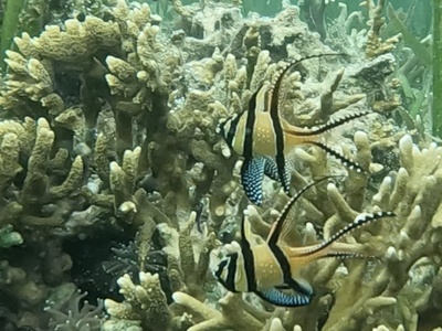 Cardinalfish (Banggai)