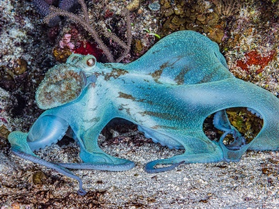 Caribbean reef octopus