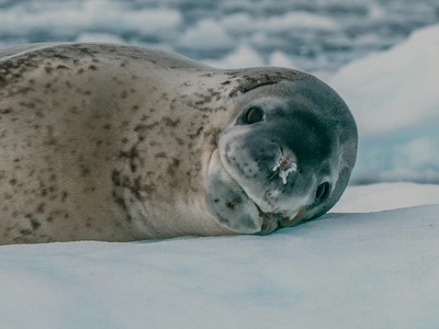 Caspian seal