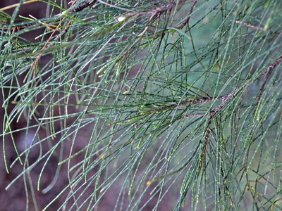 Casuarina (Australian pine)