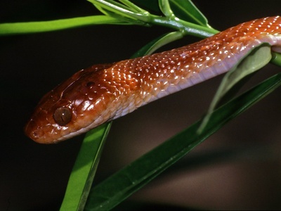 Cat snake (Telescopus)