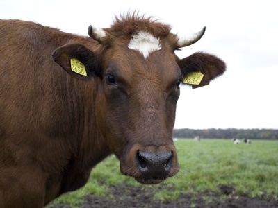Cattle (cow,bull)