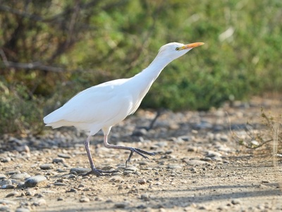 Cattle Egret