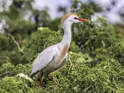 Cattle egret