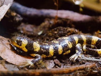 Caucasian salamander