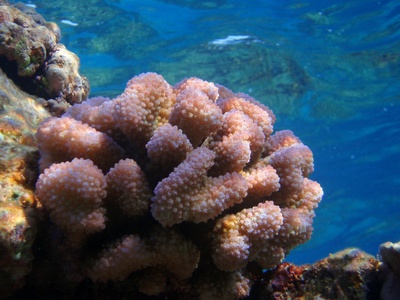 Cauliflower coral