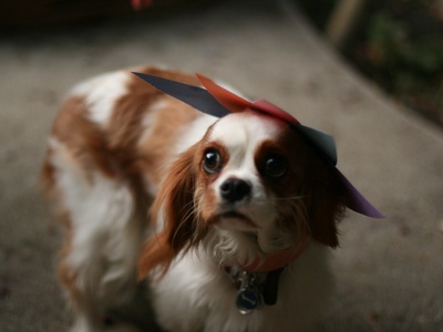 Cavalier King Charles Spaniel