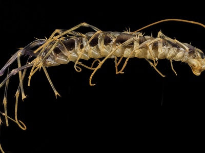Centipede