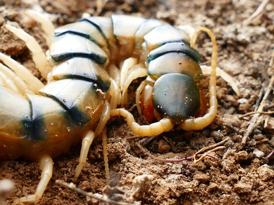 Centipede