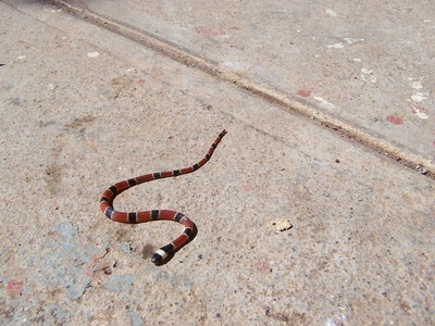 Central American coral snake