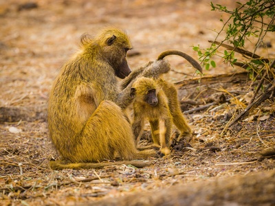 Chacma Baboon