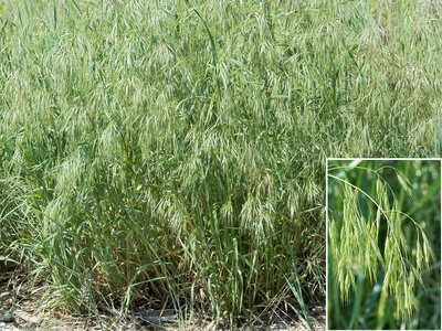 Cheatgrass